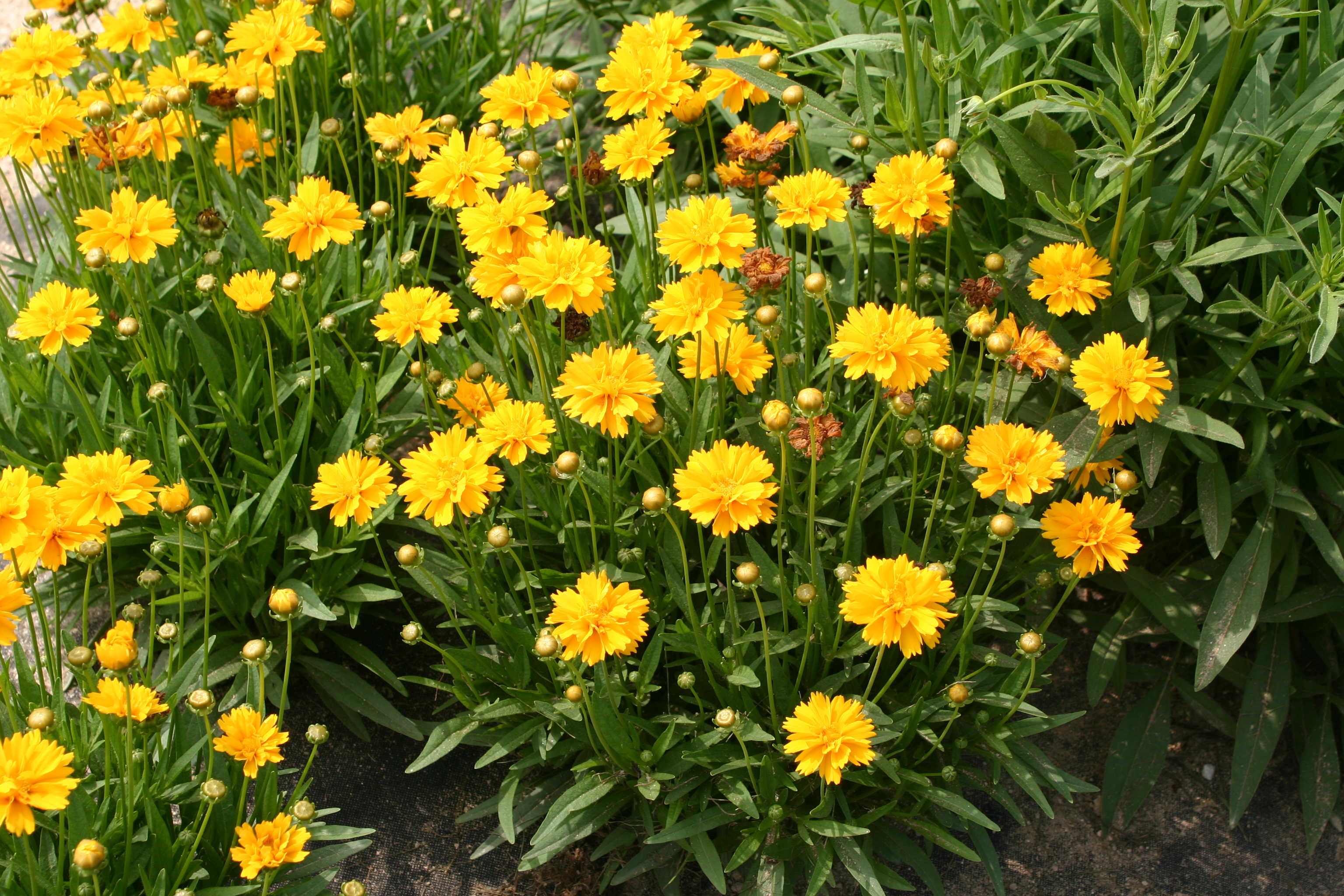 Coreopsis grandiflora 'Early Sunrise'